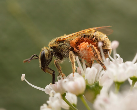 Lasioglossum bee