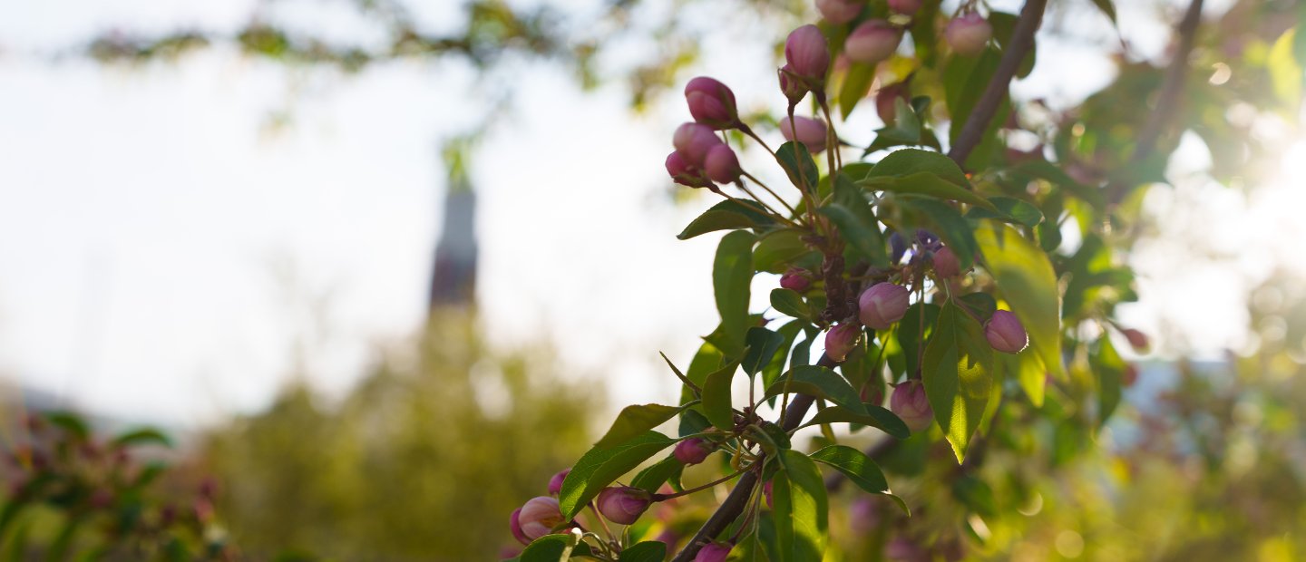A tree branch with leaves and flowers and an unfocused Elliott Tower in the background.
