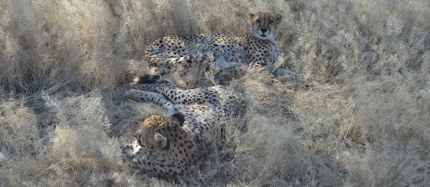 Cheetahs in grasslands