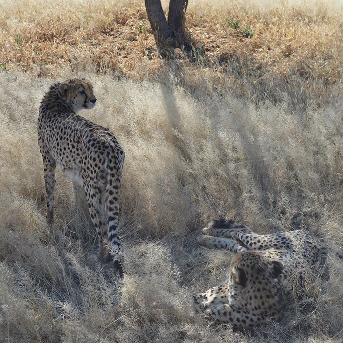 Two cheetahs in grassland
