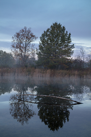 Morning Mist and Snag, Huron River Headwaters