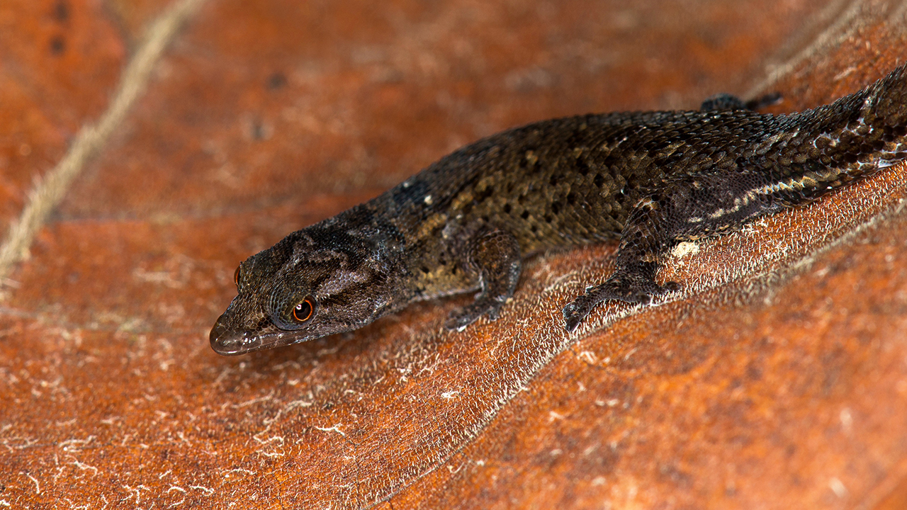 OU professor helps discover, describe new species of gecko in Puerto Rico -  2022 - College of Arts and Sciences - News - OU Magazine - Oakland  University