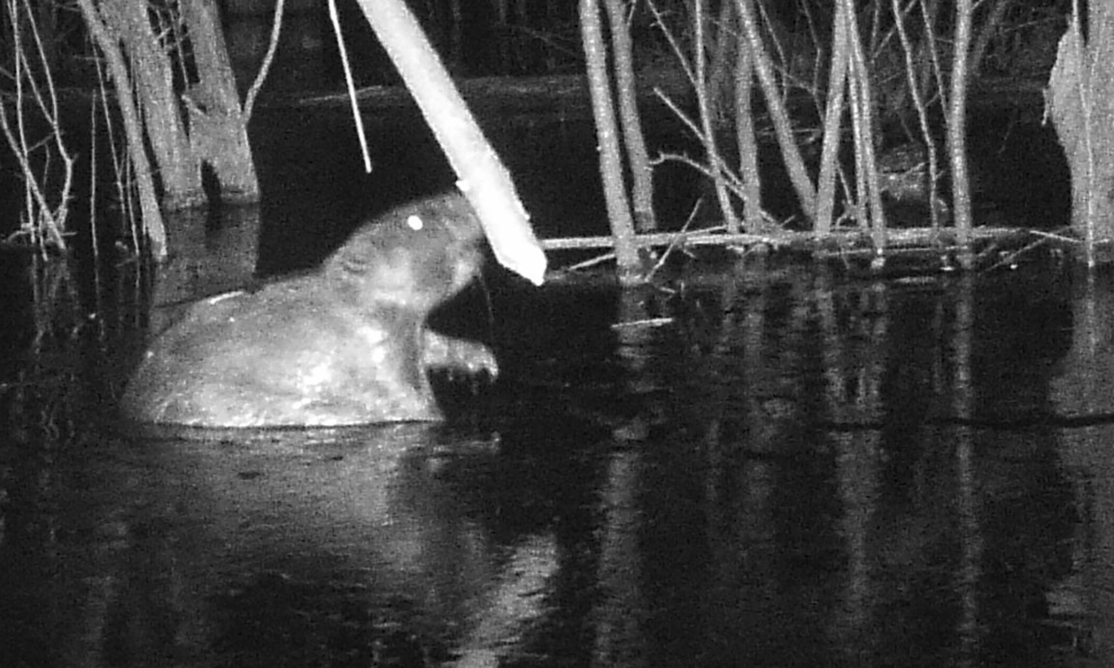 Beaver in OU Preserve