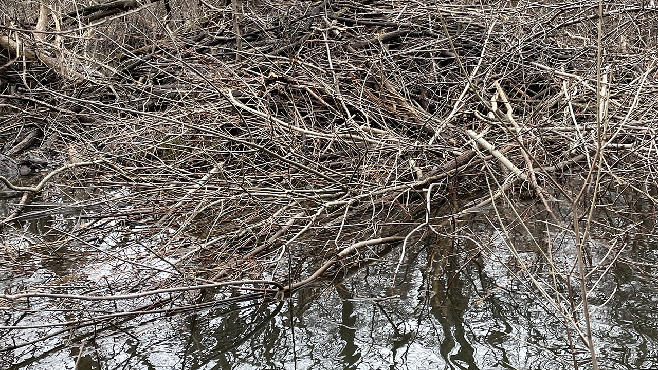 Beaver dam in OU Preserve