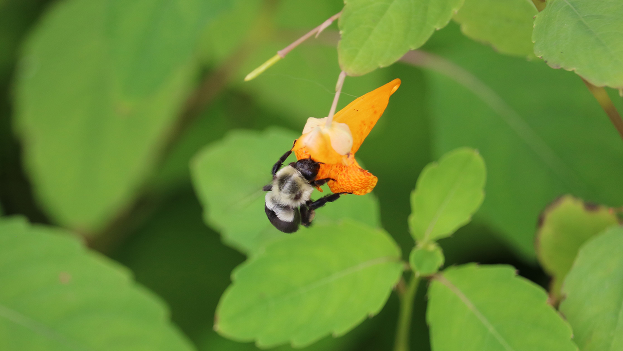 A bumble bee flys over some plants.
