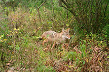 Coyote standing in brush