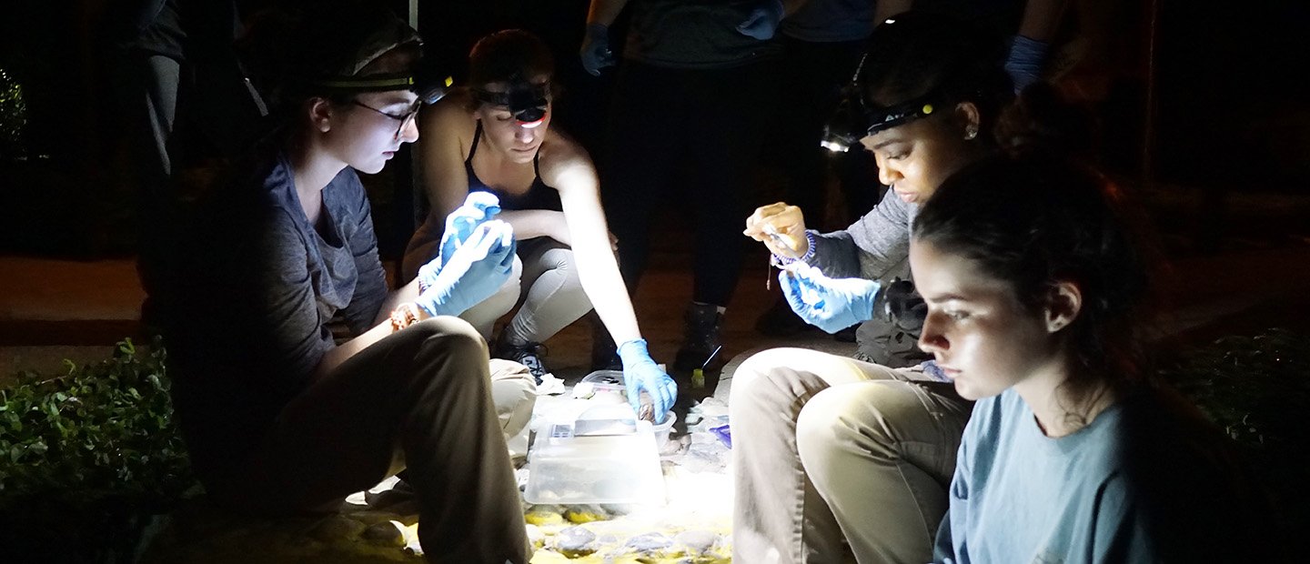 Four people wearing headlamps, doing research outside in the dark.