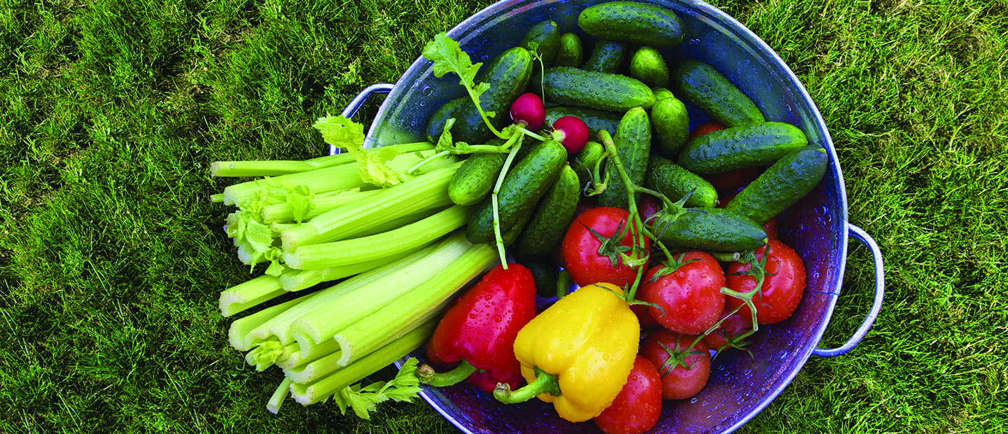 Basket of celery, cucumbers, peppers, radishes and tomatoes