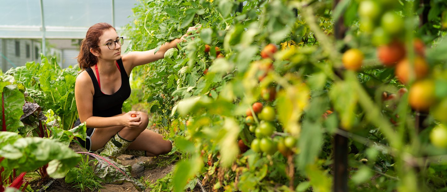 A young woman picking tomatoes from a row of plants in Summer.