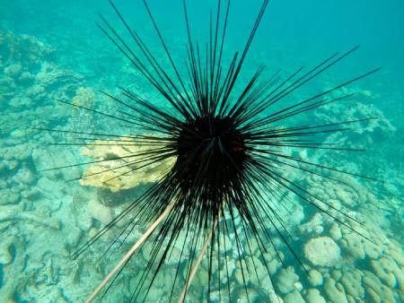 Caribbean Long-Spined Sea Urchin