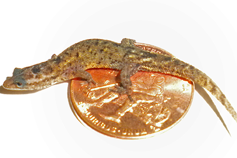 OU professor helps discover, describe new species of gecko in Puerto Rico