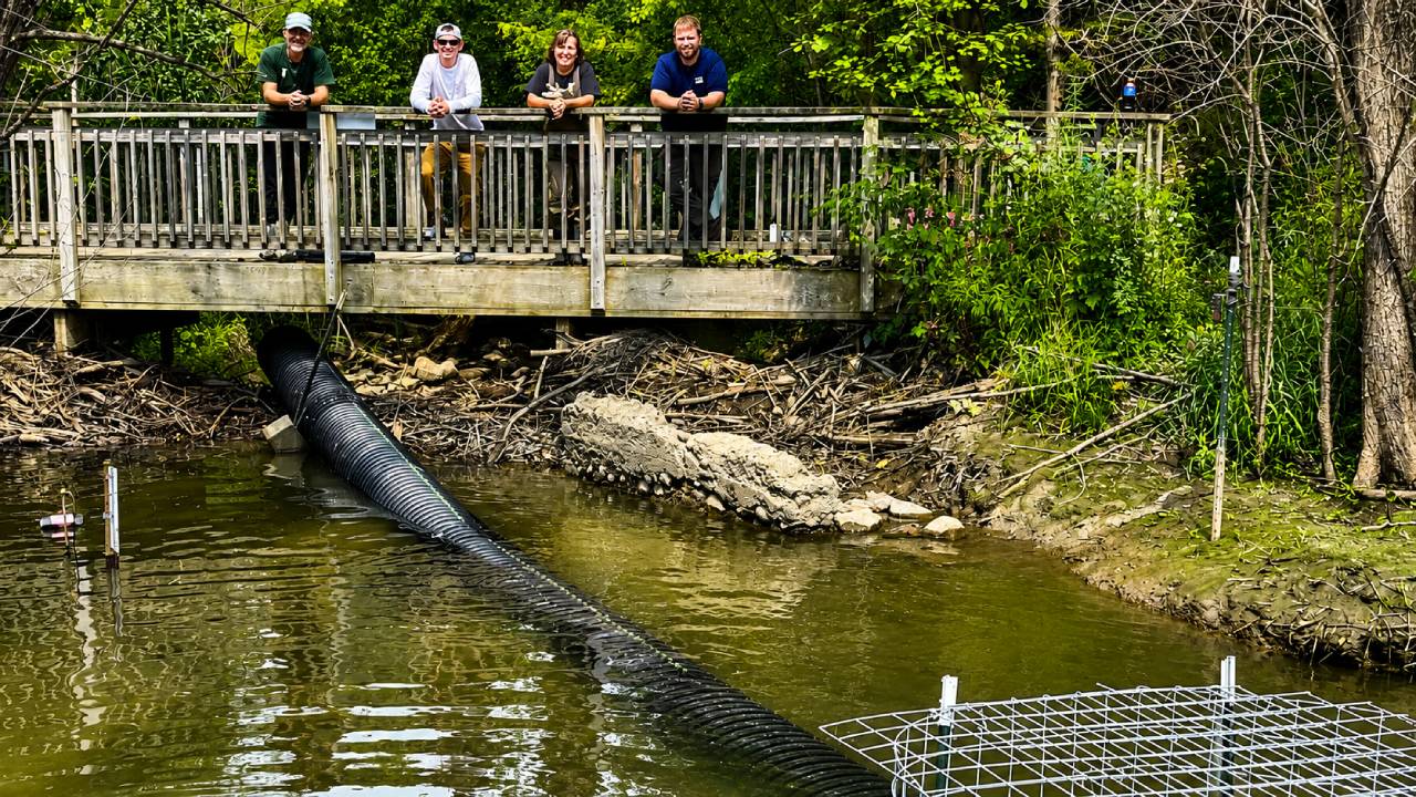 A pond leveler was installed Aug. 12 in Galloway Creek, where beavers have created a pond along Oakland University's Alice R. Champion Trail.