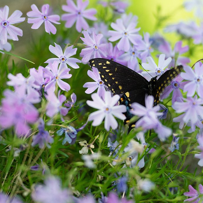 A butterfly in flowers