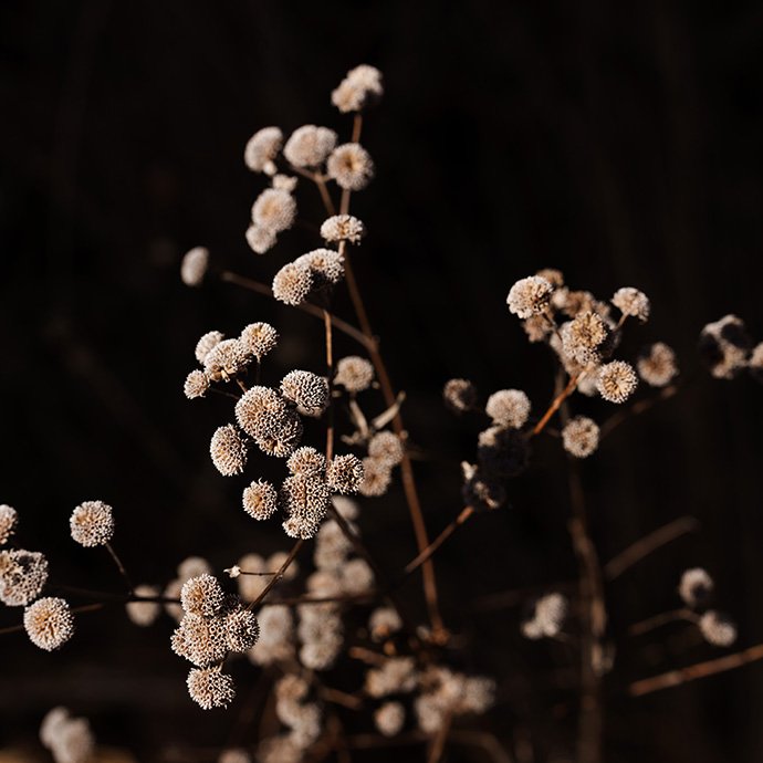 A prairie fringed orchid
