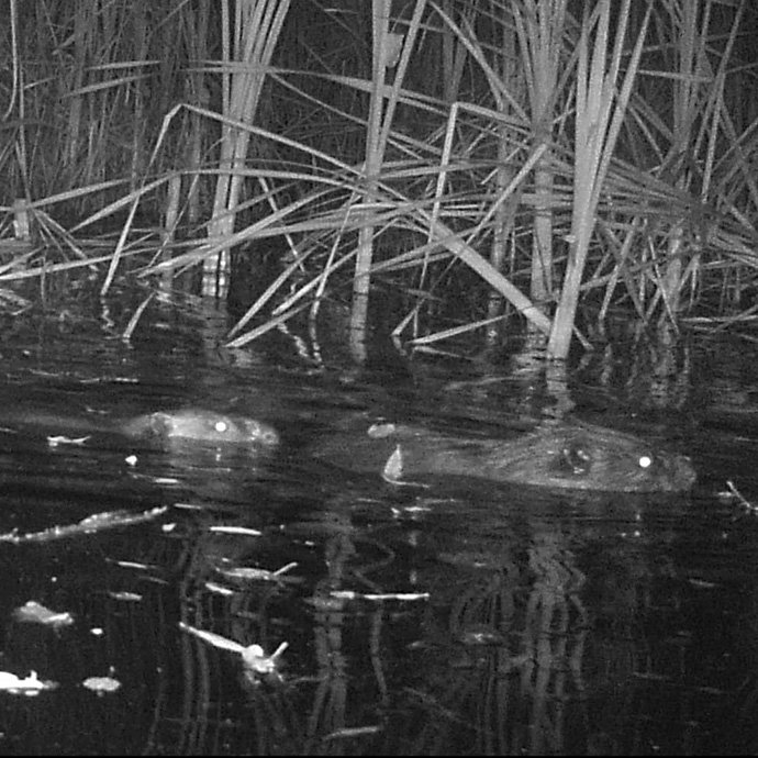 A male and female beaver create a home in the OU biopreserve.