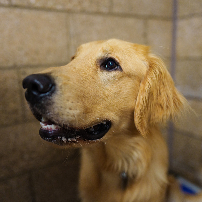 Golden Retriever
