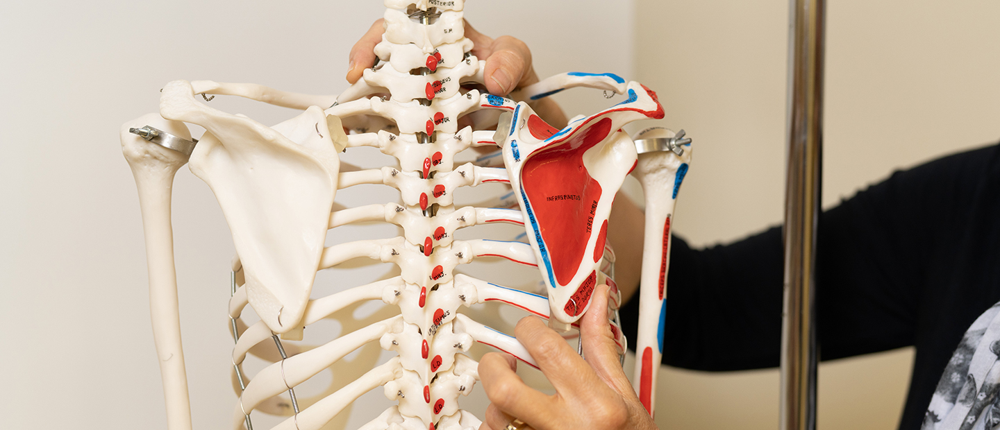 A person holding a model skeleton of a human torso with blue and red markings.